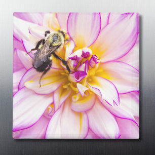 Witte en Roze Dahlia met Hommeltje Magneet