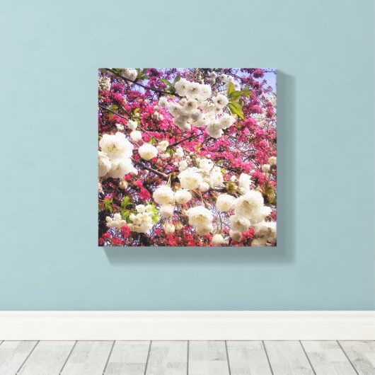 Witte en roze lentesbloesem in Wales Canvas Afdruk (Insitu (Houten vloer))