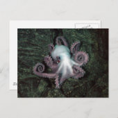 Witte en roze octopus briefkaart (Voorkant / Achterkant)