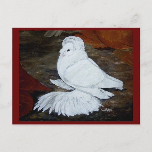 Witte Engelse trompetduif Briefkaart (Voorkant)