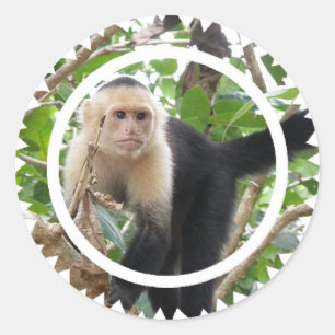 Witte Faced Capuccin Monkey Stickers