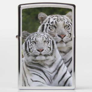 Witte fase, Bengaalse tijger, Tigris