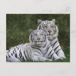 Witte fase, Bengal Tiger, Tigris Briefkaart
