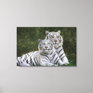 Witte fase, Bengal Tiger, Tigris Canvas Afdruk