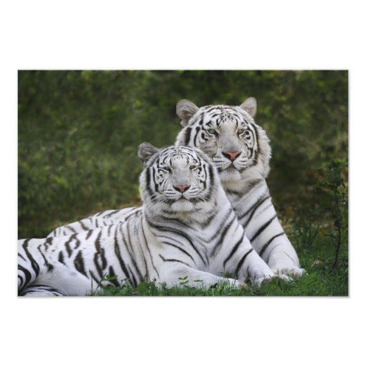 Witte fase, Bengal Tiger, Tigris Foto Afdruk (Voorkant)