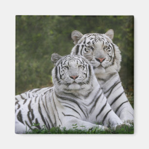 Witte fase, Bengal Tiger, Tigris Magneet