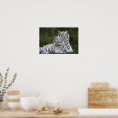 Witte fase, Bengal Tiger, Tigris Poster (Keuken)