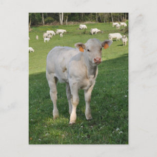 Witte foto van charolais kalf briefkaart