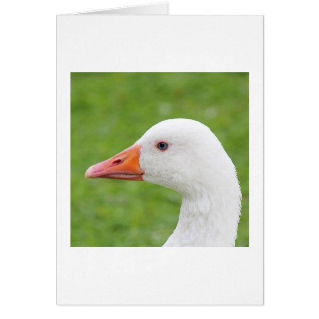 Witte gans (Voorkant)