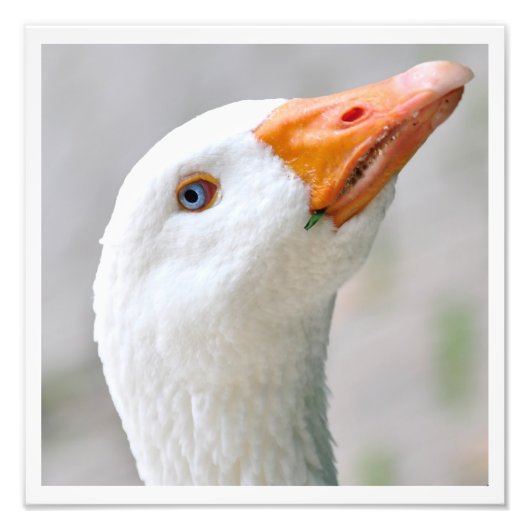Witte gans foto afdruk (Voorkant)