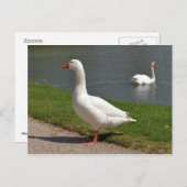 Witte gans nabij vijver briefkaart (Voorkant / Achterkant)