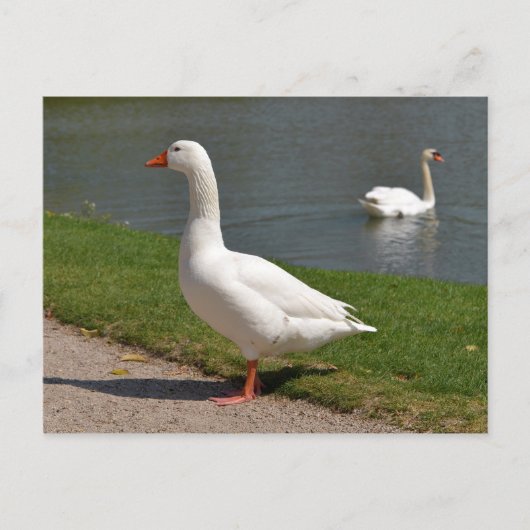 Witte gans nabij vijver briefkaart (Voorkant)