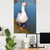 Witte gans op gras poster (Thuiskantoor)