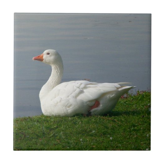 Witte gans tegeltje (Voorkant)