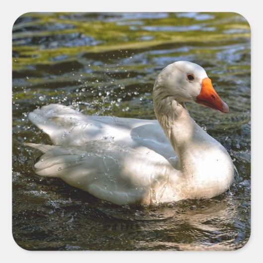 Witte gans zwemmen op water vierkante sticker (Voorkant)