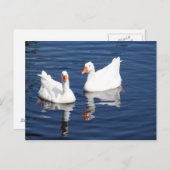 Witte ganzen 9598 briefkaart (Voorkant / Achterkant)