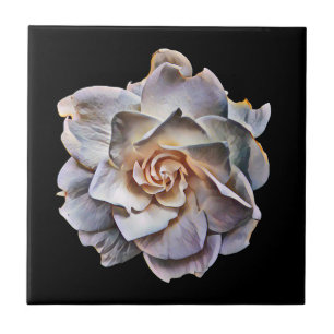 Witte Gardenia Black achtergrond Tegeltje