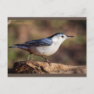 Witte gebrande Nuthatch Tennessee Briefkaart