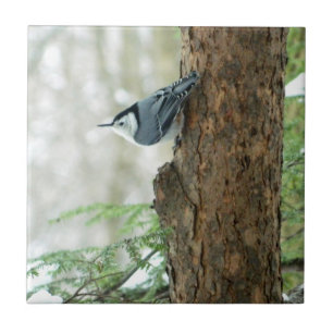 Witte gebroken Nuthatch Decorative Tile Tegeltje