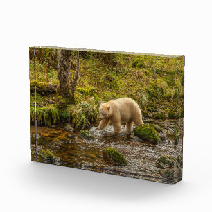 Witte Geestbeer jaagt op vis in Riordan Creek Fotoblokken