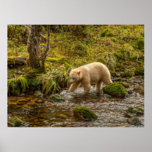 Witte Geestbeer jaagt op vis in Riordan Creek Poster