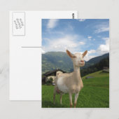 Witte geit briefkaart (Voorkant / Achterkant)