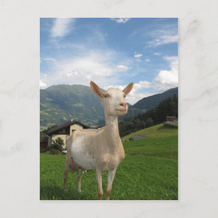 Witte geit briefkaart