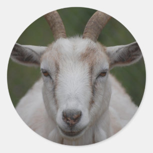 Witte Geit Sticker