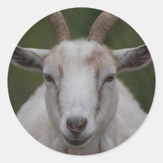 Witte Geit Sticker