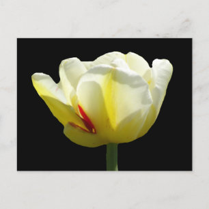 Witte gele Tulp sluit de buis dicht. BG DIY Briefk Briefkaart
