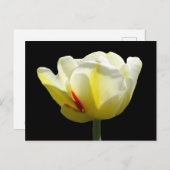 Witte gele Tulp sluit de buis dicht. BG DIY Briefk Briefkaart (Voorkant / Achterkant)