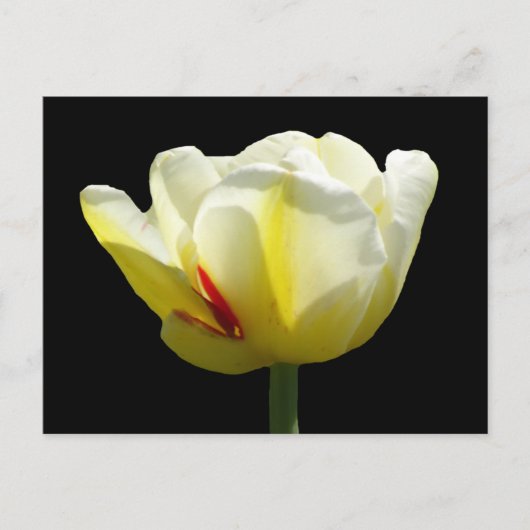 Witte gele Tulp sluit de buis dicht. BG DIY Briefk Briefkaart (Voorkant)