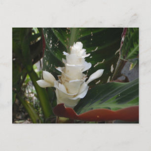 Witte gemberbloem Briefkaart
