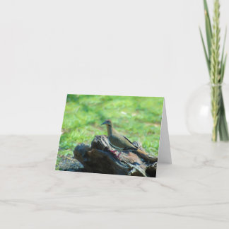 Witte Gevleugelde Duif Kaart