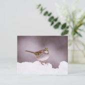 Witte gewervelde Sparrow in het Briefkaart van de  (Staand voorkant)