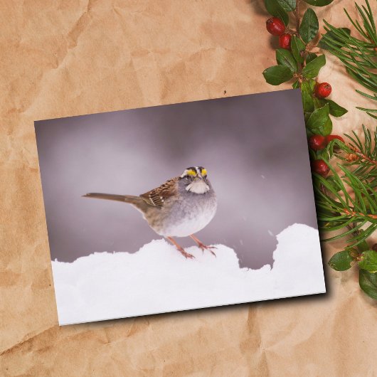 Witte gewervelde Sparrow in het Briefkaart van de 