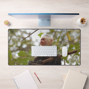 Witte gezichten kapucijn, exotische aap fotografie bureaumat