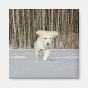 Witte Golden Retriever Puppy in de Sneeuw Magneet