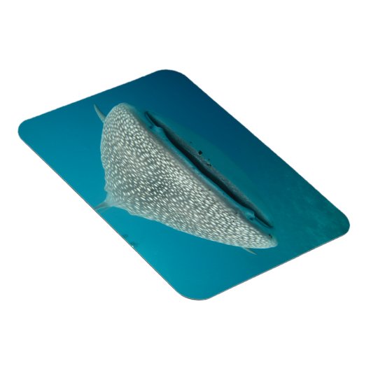 Witte haai Voorzijde Uitzicht Magneet (Rechterzijde)