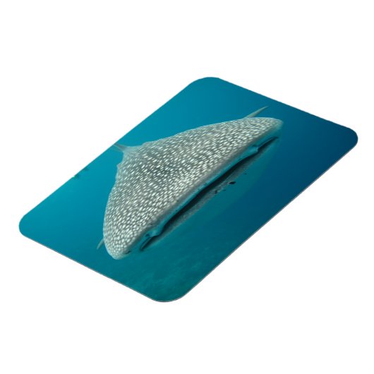 Witte haai Voorzijde Uitzicht Magneet (Linkerzijde)