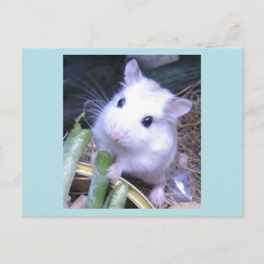 Witte hamster briefkaart (Voorkant)