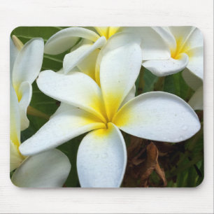 Witte Hawaii Plumeria Bloem Muismat