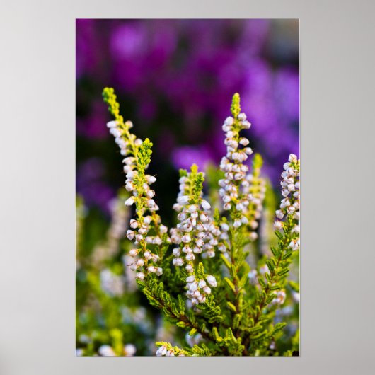 Witte heidebloem Poster (Voorkant)