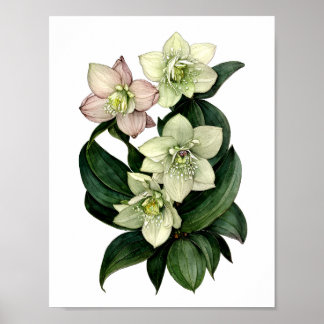 Witte hellebore botanische waterverf afdruk poster