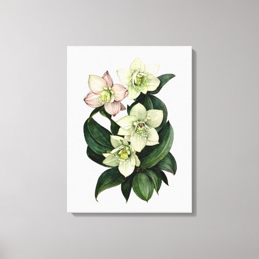 Witte hellebore botanische waterverf canvas kunst (Voorkant)