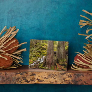 Witte Herfsten, Oregon Cascades, Oregon Fotoplaat