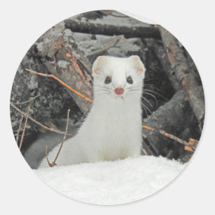 Witte hermin ronde sticker