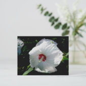 Witte Hibiscus Briefkaart (Staand voorkant)