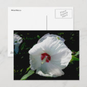 Witte Hibiscus Briefkaart (Voorkant / Achterkant)