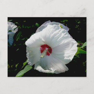 Witte Hibiscus Briefkaart